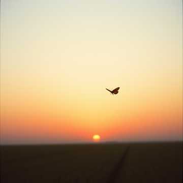 female  voice country cover