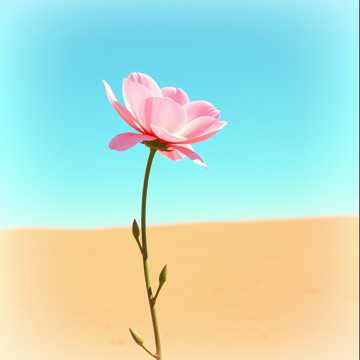 Woman's voice . cover