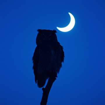 female  soft voice slow  country easy mystic cover