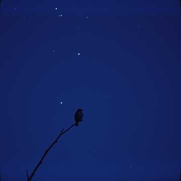 Suzy where have you gone to (My Version)